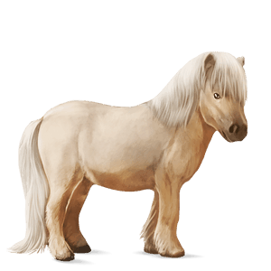 poni palomino