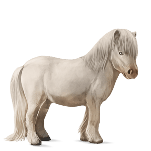 poni connemaranponi papurikkotäpläinen kimo