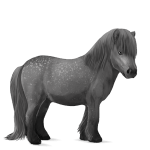poni connemaranponi papurikkotäpläinen kimo