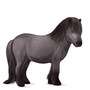 poni connemaranponi liinakko