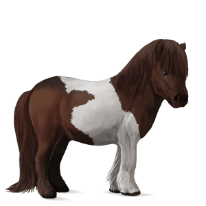 poni shetlanninponi sysirautias, tobiano
