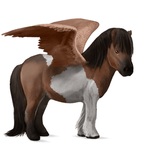 pegasosponi shetlanninponi tummanruunikko, tobiano