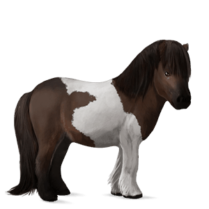 poni welshponi papurikkotäpläinen kimo