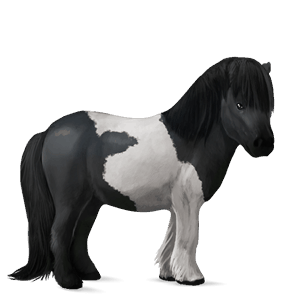 poni shetlanninponi mustankirjava, tobiano