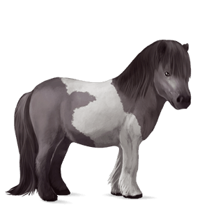 poni shetlanninponi harmaanruskea