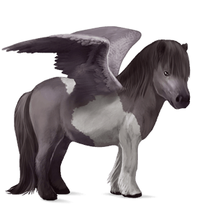 pegasosponi shetlanninponi hiirakko, tobiano