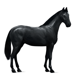 ratsuhevonen lipizzanhevonen kärpäskimo