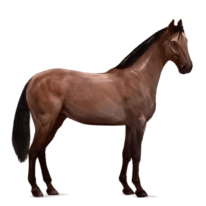 ratsuhevonen appaloosa ruunikko, täplikäs loimikuvio