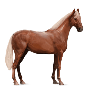 kylmäverinen hevonen percheron papurikkotäpläinen kimo