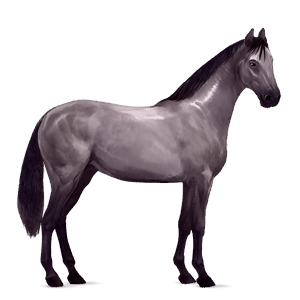 ratsuhevonen trakehner sysirautias