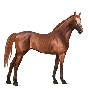 ratsuhevonen englannintäysverinen palomino