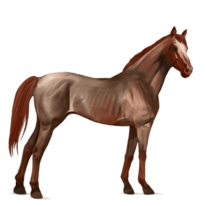 ratsuhevonen lipizzanhevonen punaruunikko