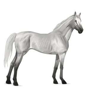 ratsuhevonen trakehner rautias