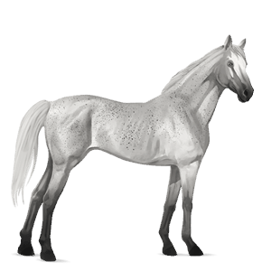ratsuhevonen lipizzanhevonen kärpäskimo