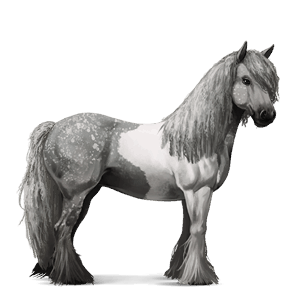 kylmäverinen hevonen percheron vaaleankimo