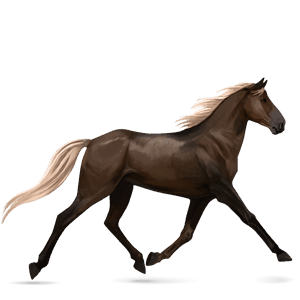 ratsuhevonen american bashkir curly sysirautias, tobiano