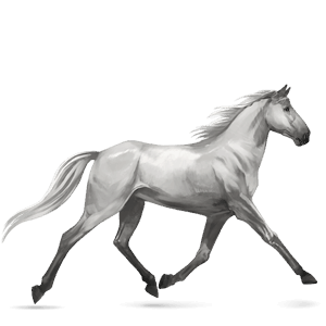 ratsuhevonen appaloosa hallakko, loimikuvio