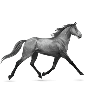 ratsuhevonen trakehner rautias