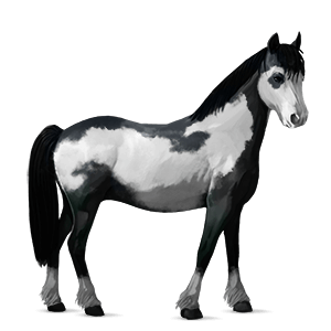 poni ylämaanponi ruunikko
