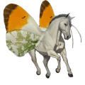 poni vuonohevonen hiirakko