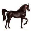 poni shetlanninponi musta