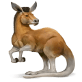 villihevonen kenguru