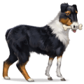 villihevonen australian shepherd