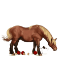 poni rautias, tobiano