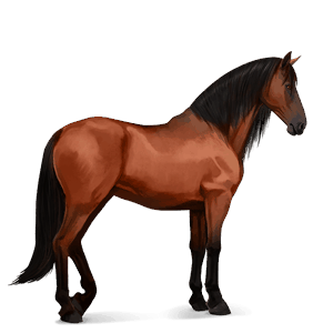 ratsuhevonen lipizzanhevonen ruunikko