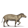 esihistoriallinen hevonen hyracotherium