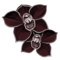 musta orkidea